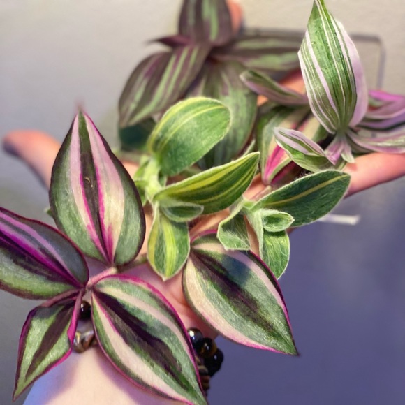 Rare tradescantia -pink dragon, variegated sillamontana, Evanesce, quadricolor - Picture 6 of 8